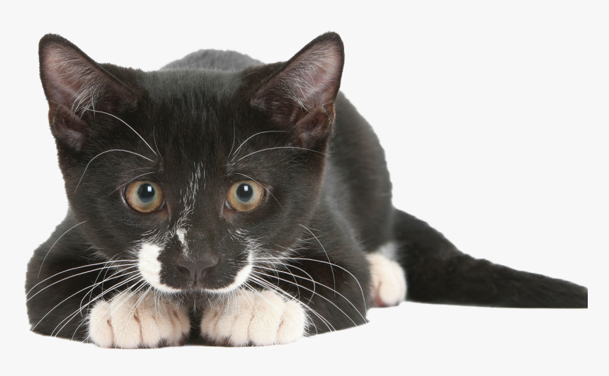 Transparent Cat Nose Png - Super Sense Of Cat, Png Download