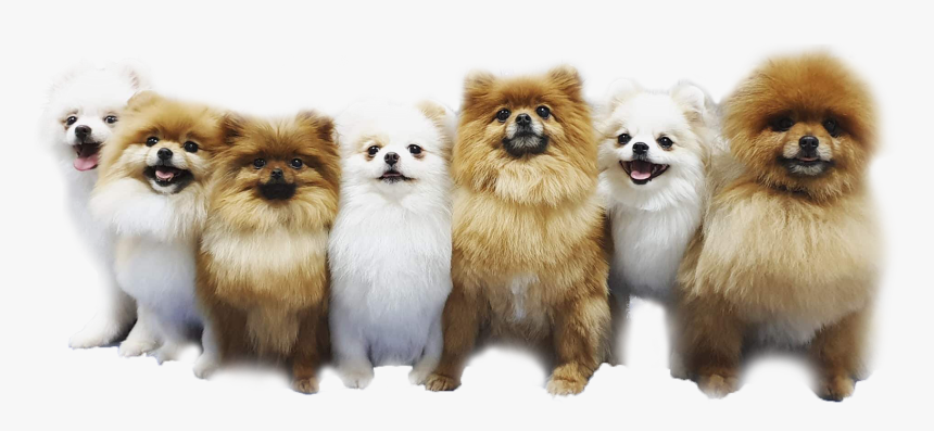 Pomeranian, HD Png Download