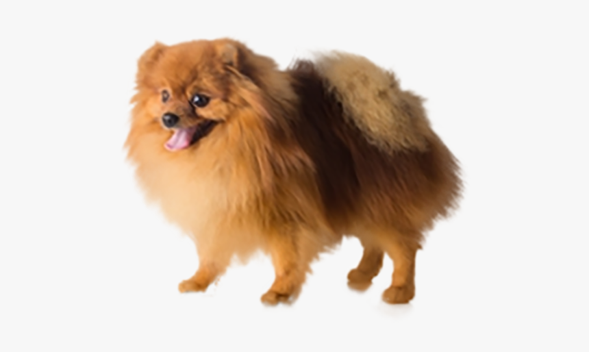 Companion Dog, HD Png Download