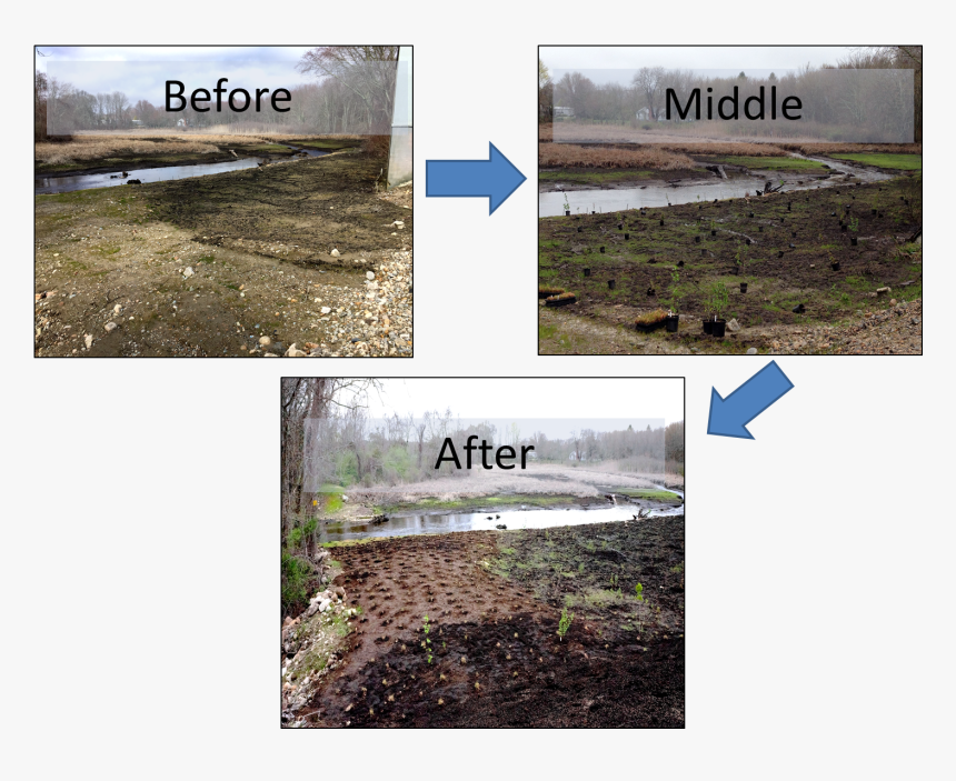 Hp4 - Freshwater Marsh, HD Png Download