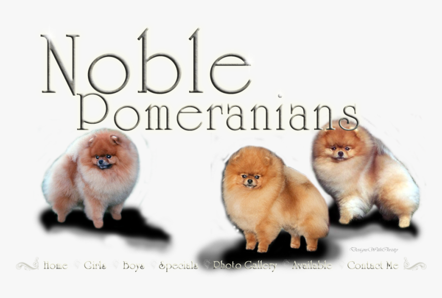 Pomeranian, HD Png Download