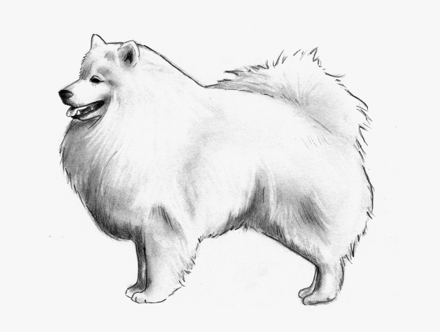 German Spitz - German Spitz Mittel, HD Png Download