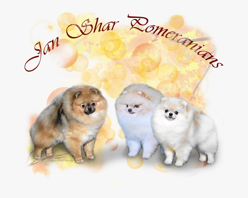 Pomeranian, HD Png Download