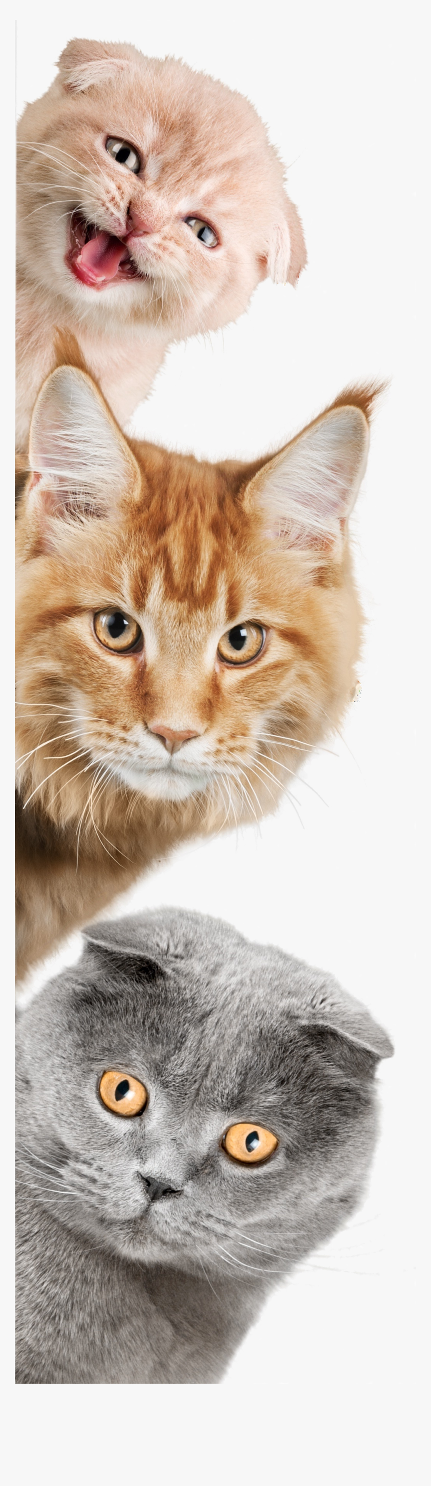 Domestic Short-haired Cat, HD Png Download