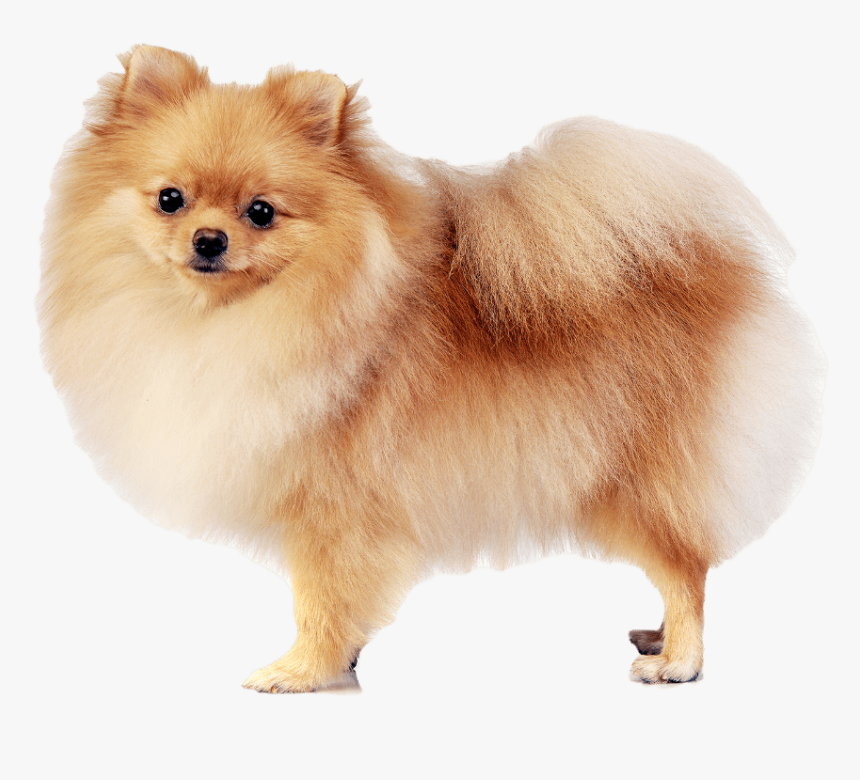 Pomeranian - פומרניין מעורב עם שפיץ, HD Png Download