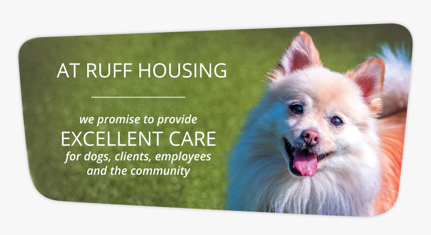 German Spitz Mittel, HD Png Download