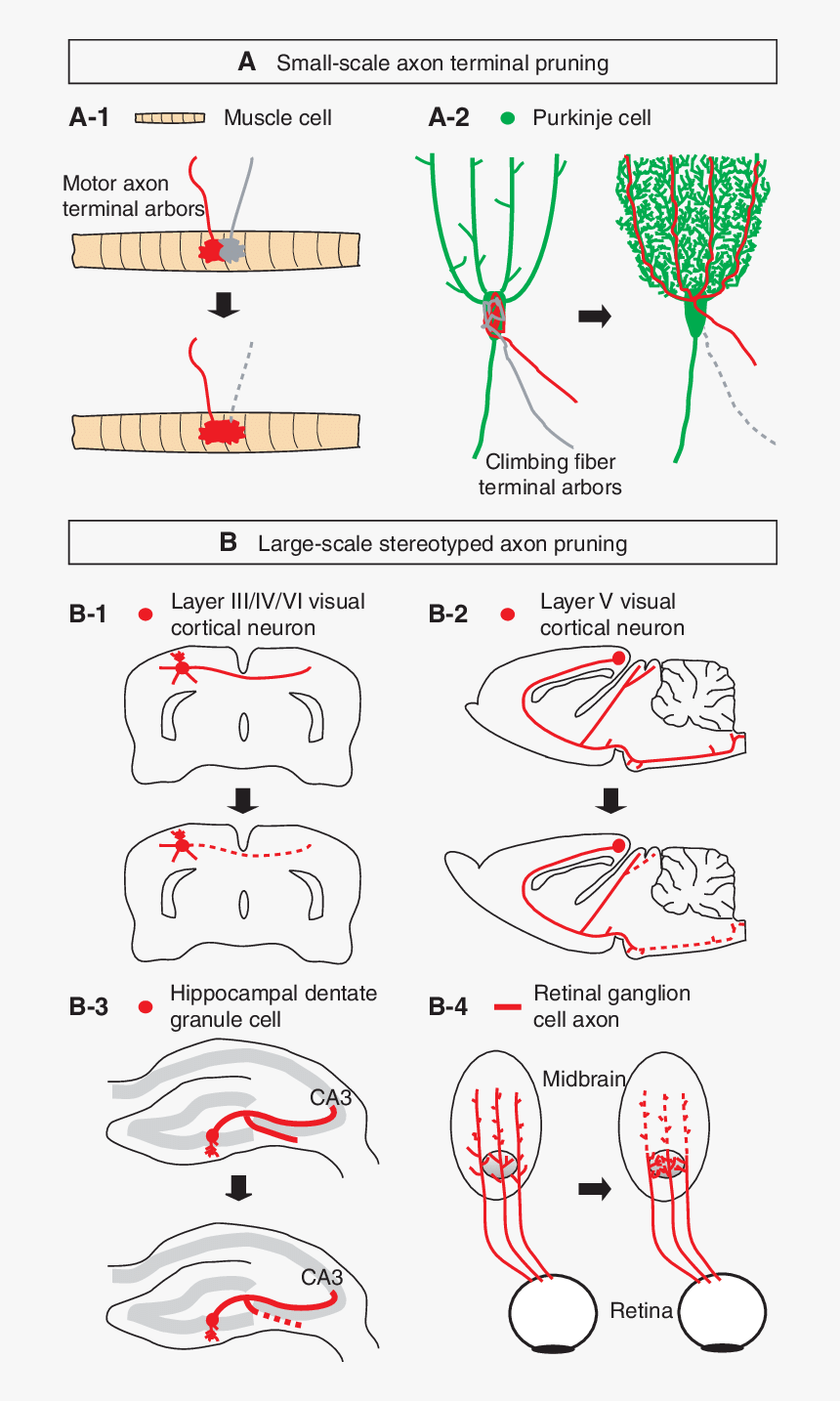 Axonal Pruning, HD Png Download