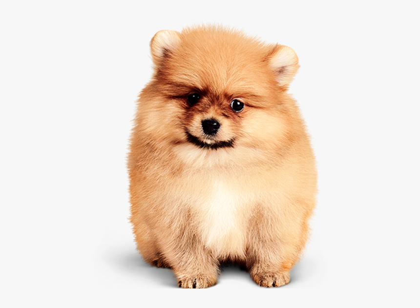 Grooming Pets, HD Png Download