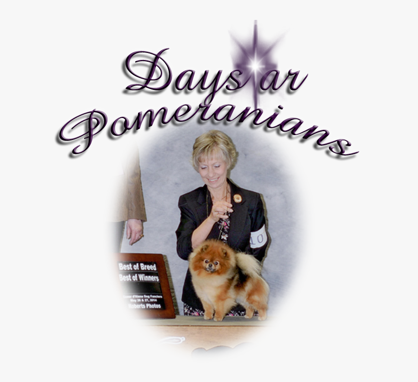 Pomeranian, HD Png Download
