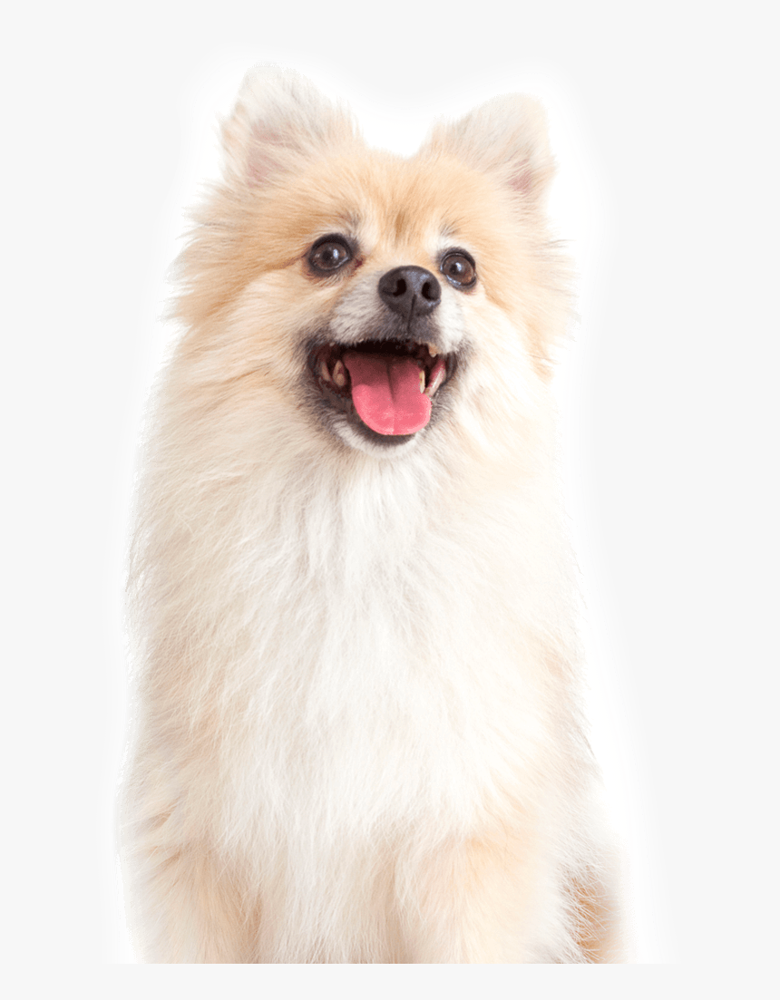 Pomeranian, HD Png Download