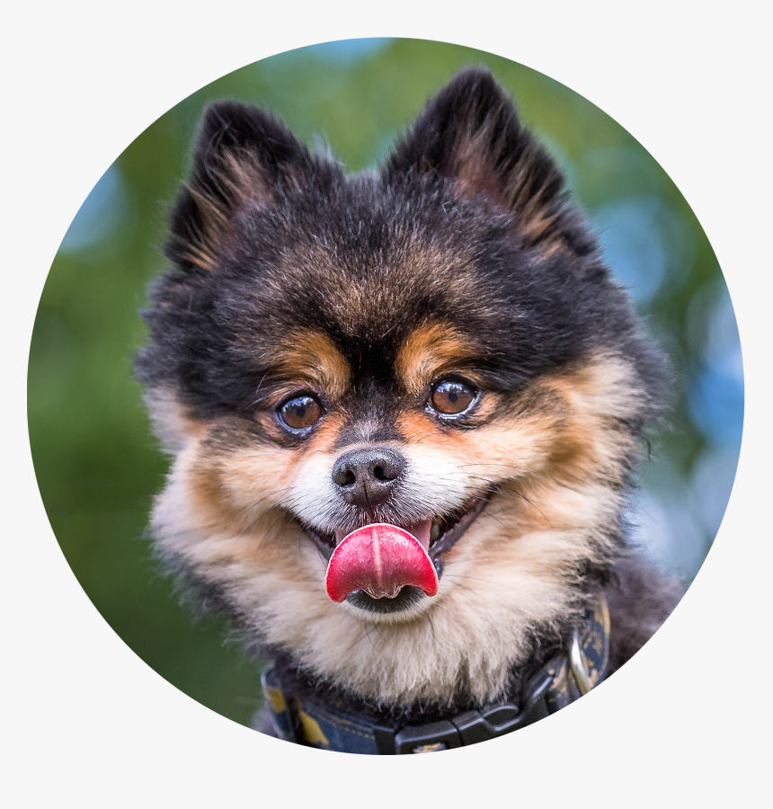 Pomeranian, HD Png Download
