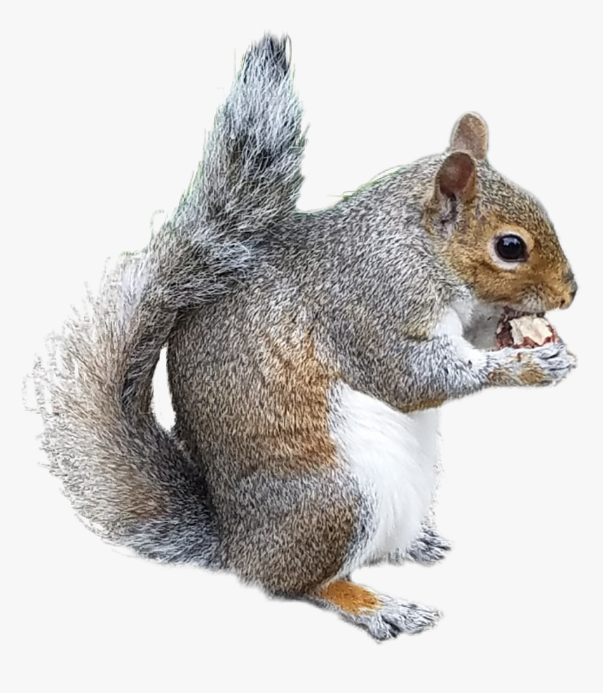 Collection Of Free Chipmunk Drawing Douglas Squirrel - Tiny Squirrel Transparent Background, HD Png Download