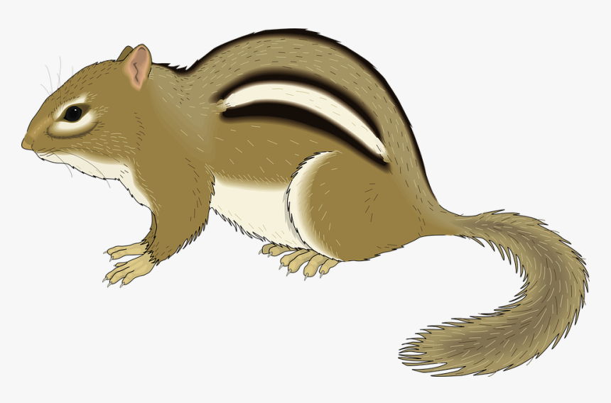 Small, Chipmunk, Forest, Animal, Still, Staying, Stay - Chipmunk Clipart, HD Png Download