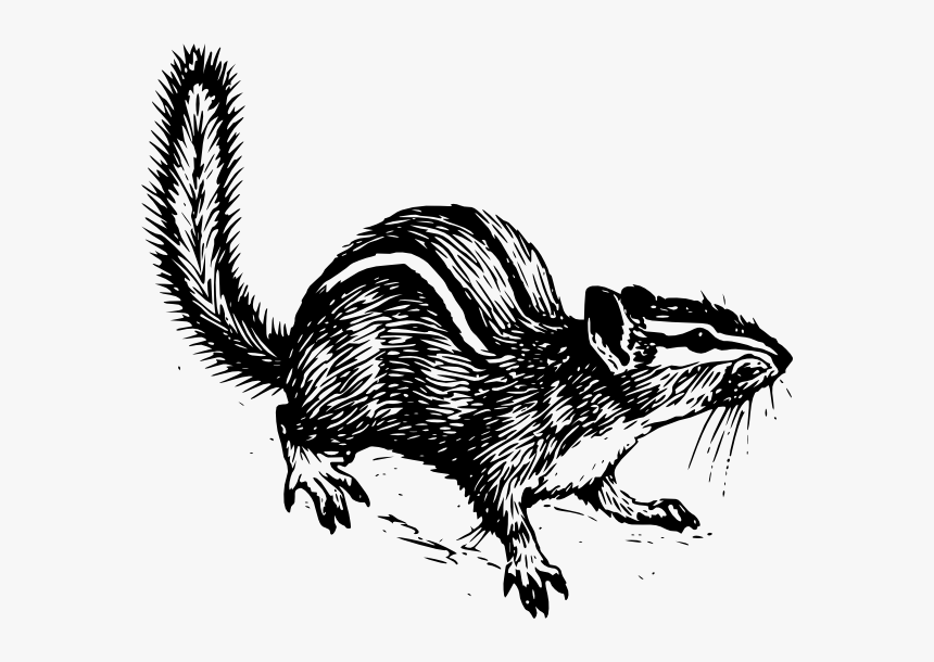 Chipmunk Svg Clip Arts - Chipmunk Line Drawing, HD Png Download