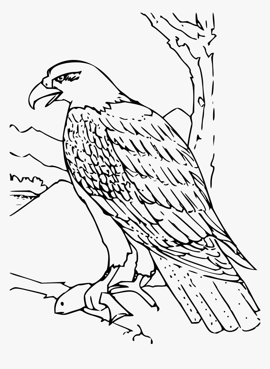 Coloring Book Bald Eagle Clip Arts Hawk Clipart Black And White Hd Png Download Transparent Png Image Pngitem