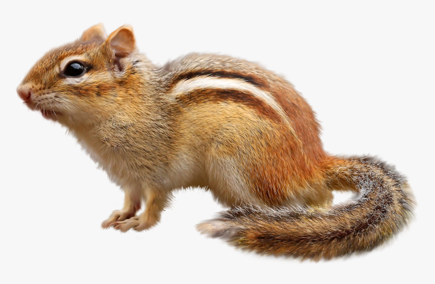 Chipmunk Png, Transparent Png