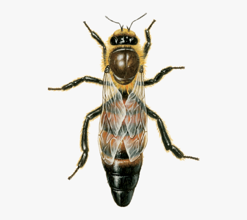 Do Honey Bees Look Like, HD Png Download