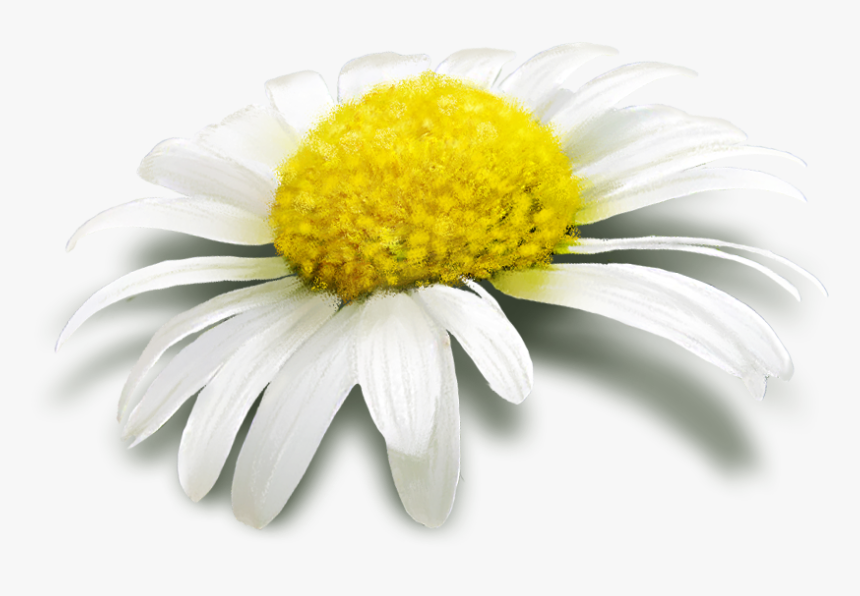 Margaritas, Download Walter Porter, Hy/83 - Chamomile, HD Png Download