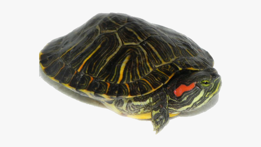 Red Eared Slider Turtles Transparent, HD Png Download