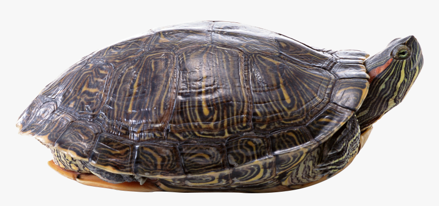 Transparent Background Turtles Png - Transparent Png Png Turtle, Png Download