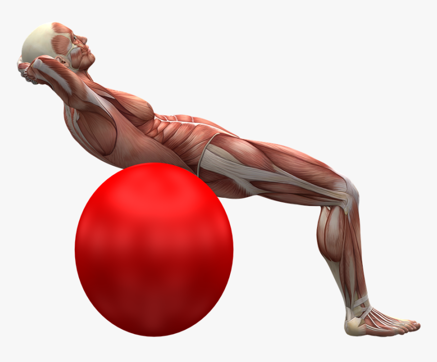 Exercise Ball, Exercise, Muscle, Muscles - Ćwiczenie Mięśni Głębokich Brzucha, HD Png Download