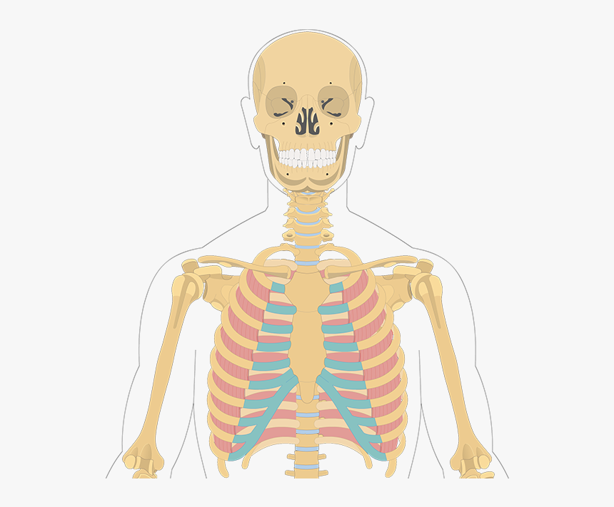 Illustration, HD Png Download