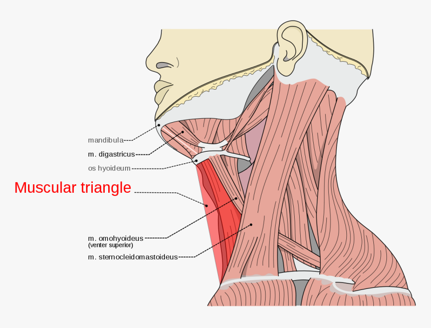 M Digastricus Venter Posterior, HD Png Download