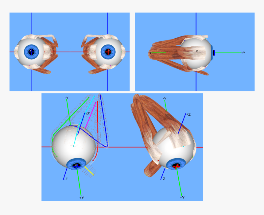 Extraocular Muscles - 3d Extraocular Muscle Model, HD Png Download