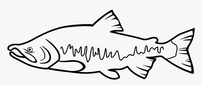 Return To Elwha - Salmon Clipart Black And White, HD Png Download