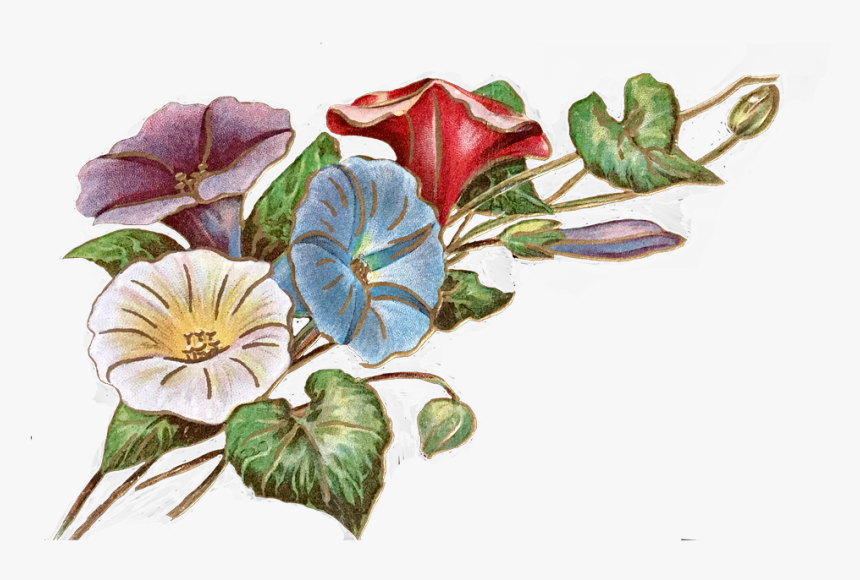 Vintage, Flores, Morning Glory, Morning Glories - Anthurium, HD Png Download