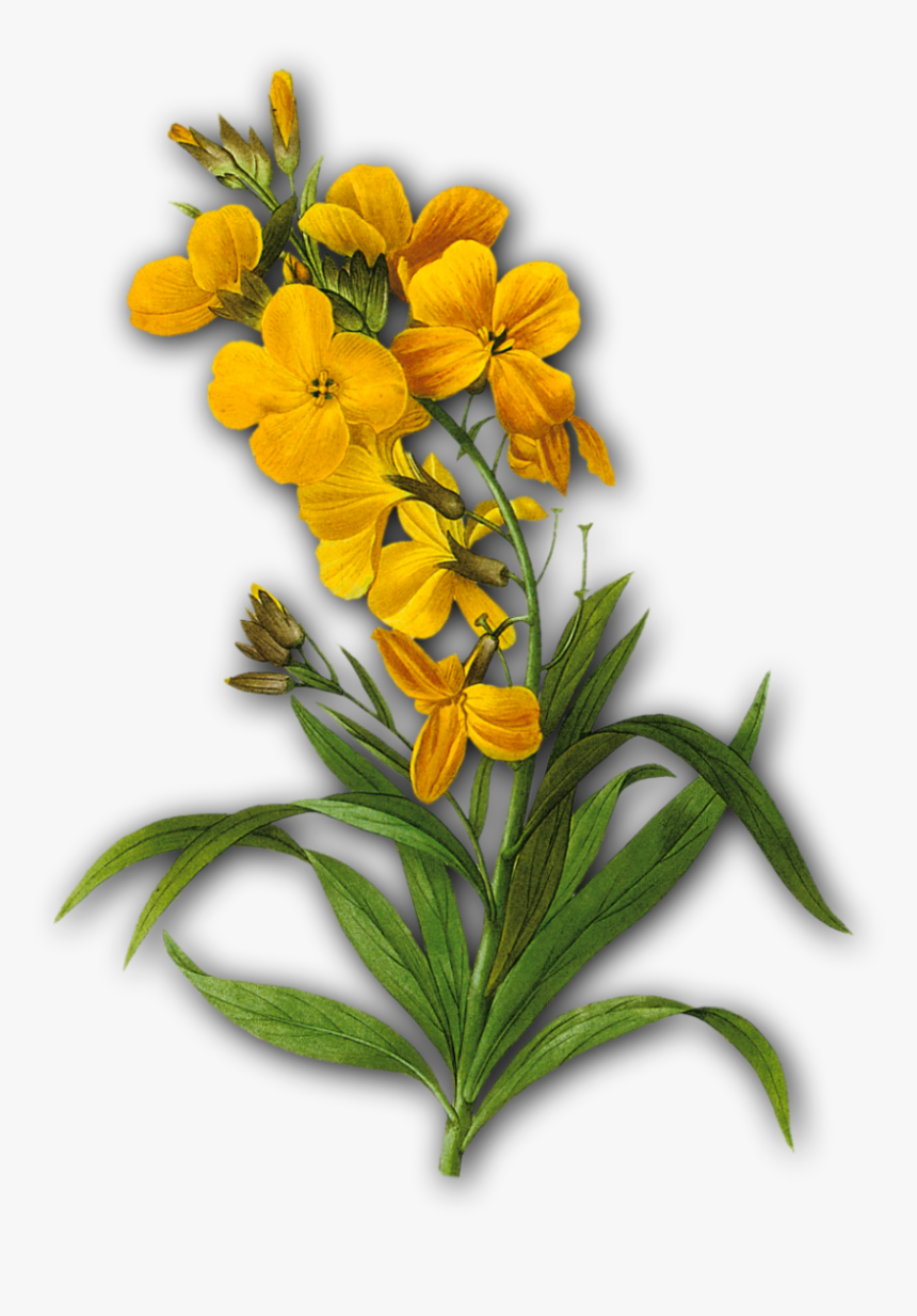 Vintage Yellow Flower Png, Transparent Png