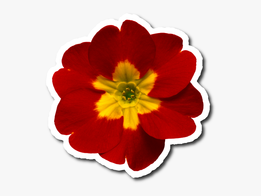 Blessed Sunday To You And Your Family, HD Png Download