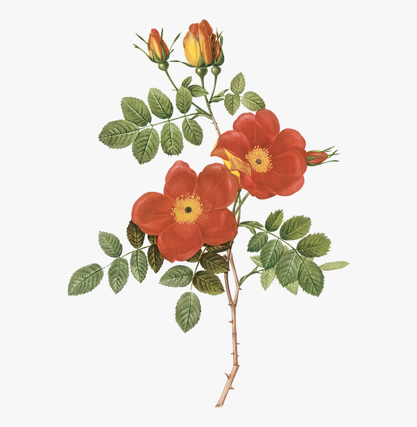 Antique Print 1959 Roses Flowers Rosa Eglanteria Punicea - Pierre Joseph Redoute, HD Png Download