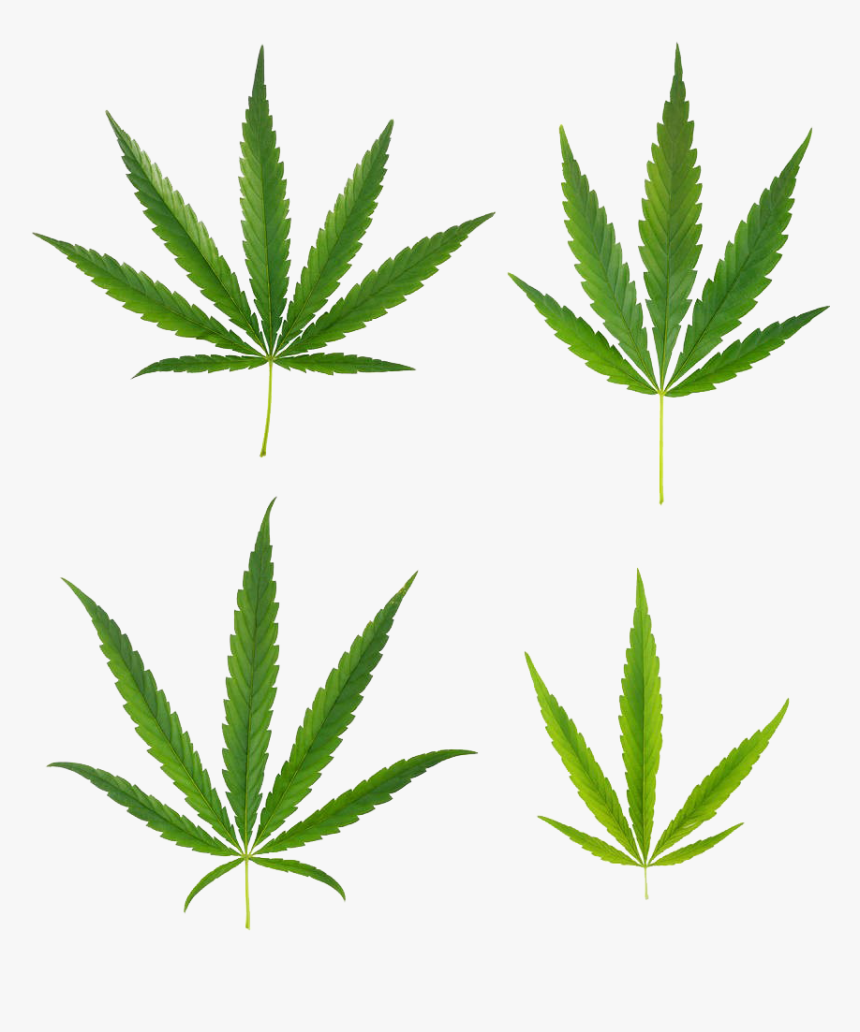 Transparent Background Marijuana Leaf Png, Png Download