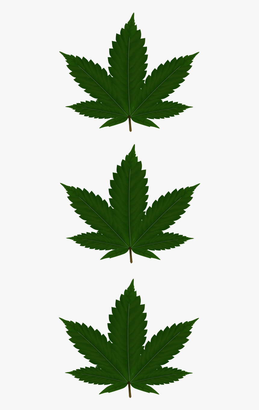 Cannabis Leaf Png, Transparent Png