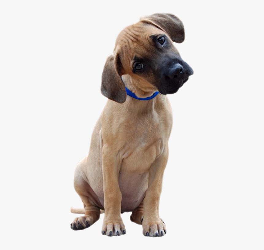 Great Dane Head Tilt, HD Png Download