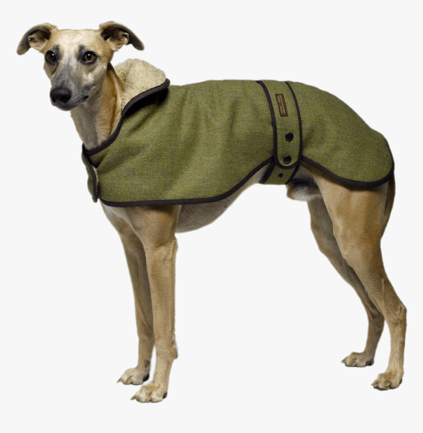 Galgo Con Abrigo De Perro, HD Png Download