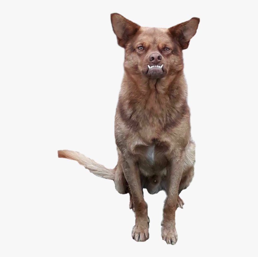 #chilaquil #perro #funny #dog - Chilaquil Png, Transparent Png