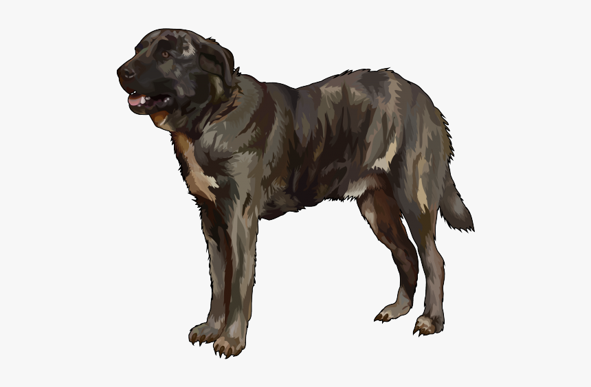 Perro De Ganado Majorero, HD Png Download