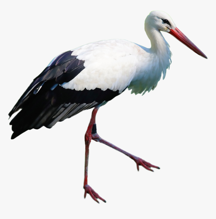 Stork Standing Png Image - Portable Network Graphics, Transparent Png