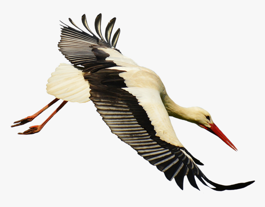 Stork Download Transparent Png Image - Stork Transparent, Png Download