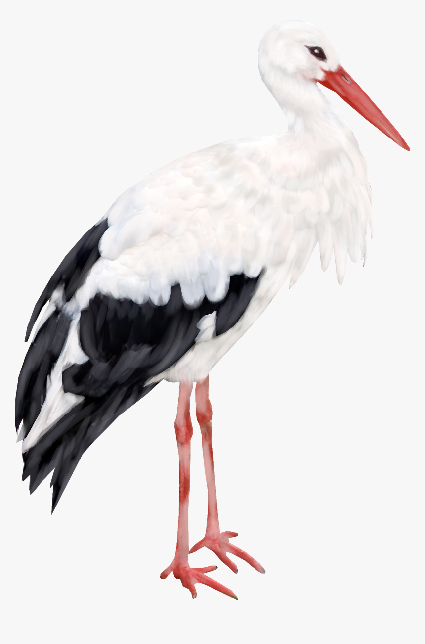 Stork Png - Журавль Рисунок Пнг, Transparent Png