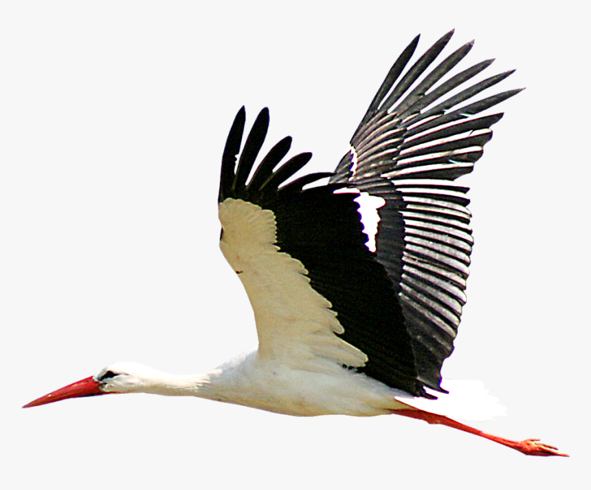 White Stork Portable Network Graphics Bird Clip Art - Stork Png, Transparent Png