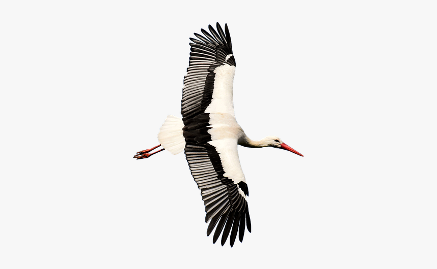 Stork, Transparent, Rattle Stork, Nature, Isolated - White Stork, HD Png Download