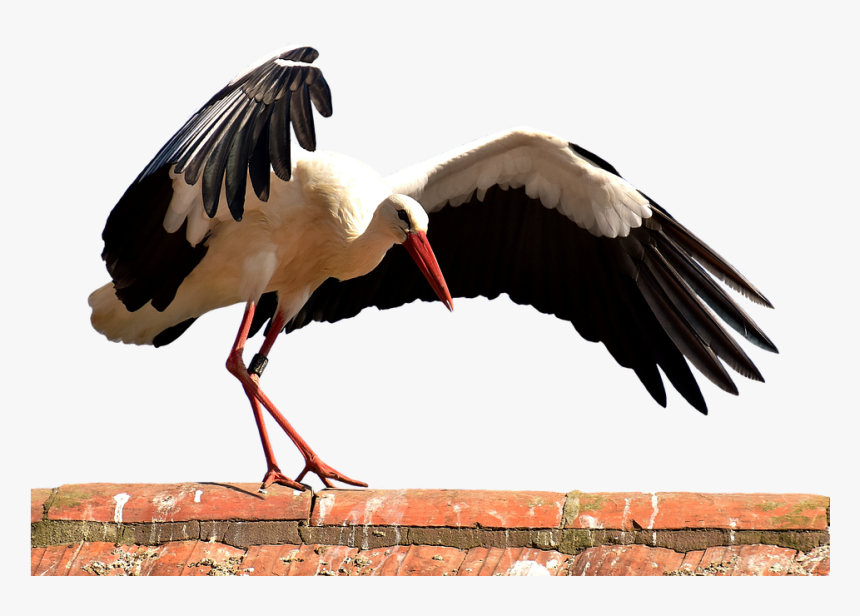 Stork, Bird, Flying, Plumage, Nature, Animal World - Птица Музыка, HD Png Download
