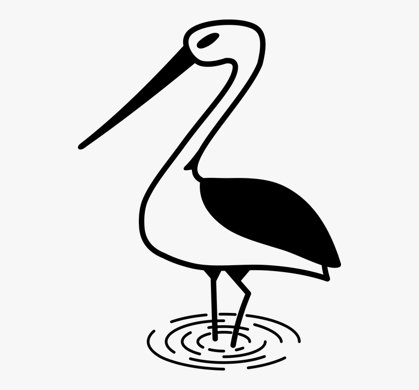 Stork, Bird, Nature, White Stork, Poland, Animal, Roam - صور لرسم طيور القلق, HD Png Download
