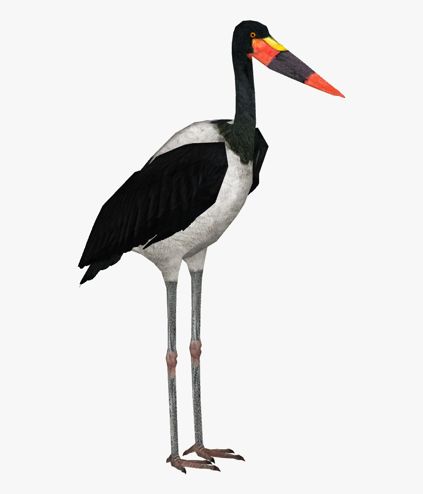 Saddle Billed Stork Png, Transparent Png
