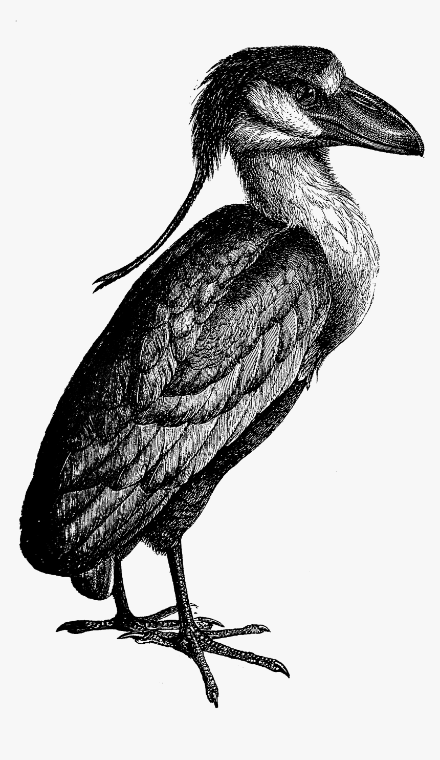 2073 Heron Free Vintage Clip Art - Black And White Clipart Kingfisher, HD Png Download