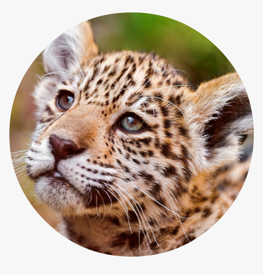 Jaguar Cub Png - Jaguar, Transparent Png