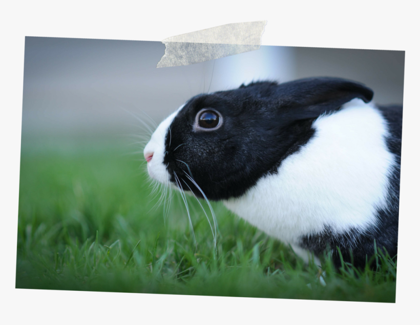 Domestic Rabbit, HD Png Download